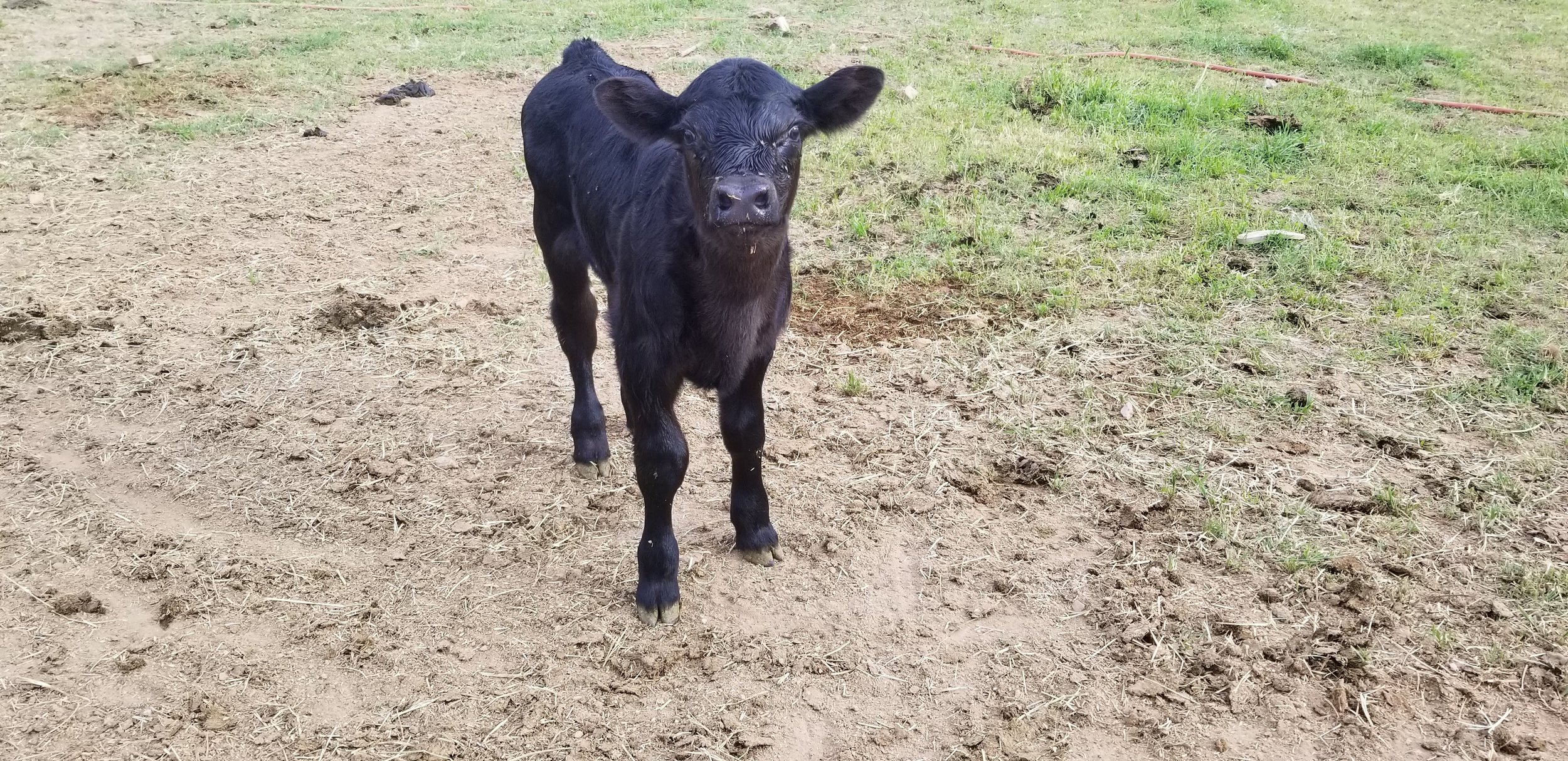 Black calf standing on dry ground in a pasture, surrounded by grass and dirt, showcasing its youthful appearance and curious expression.