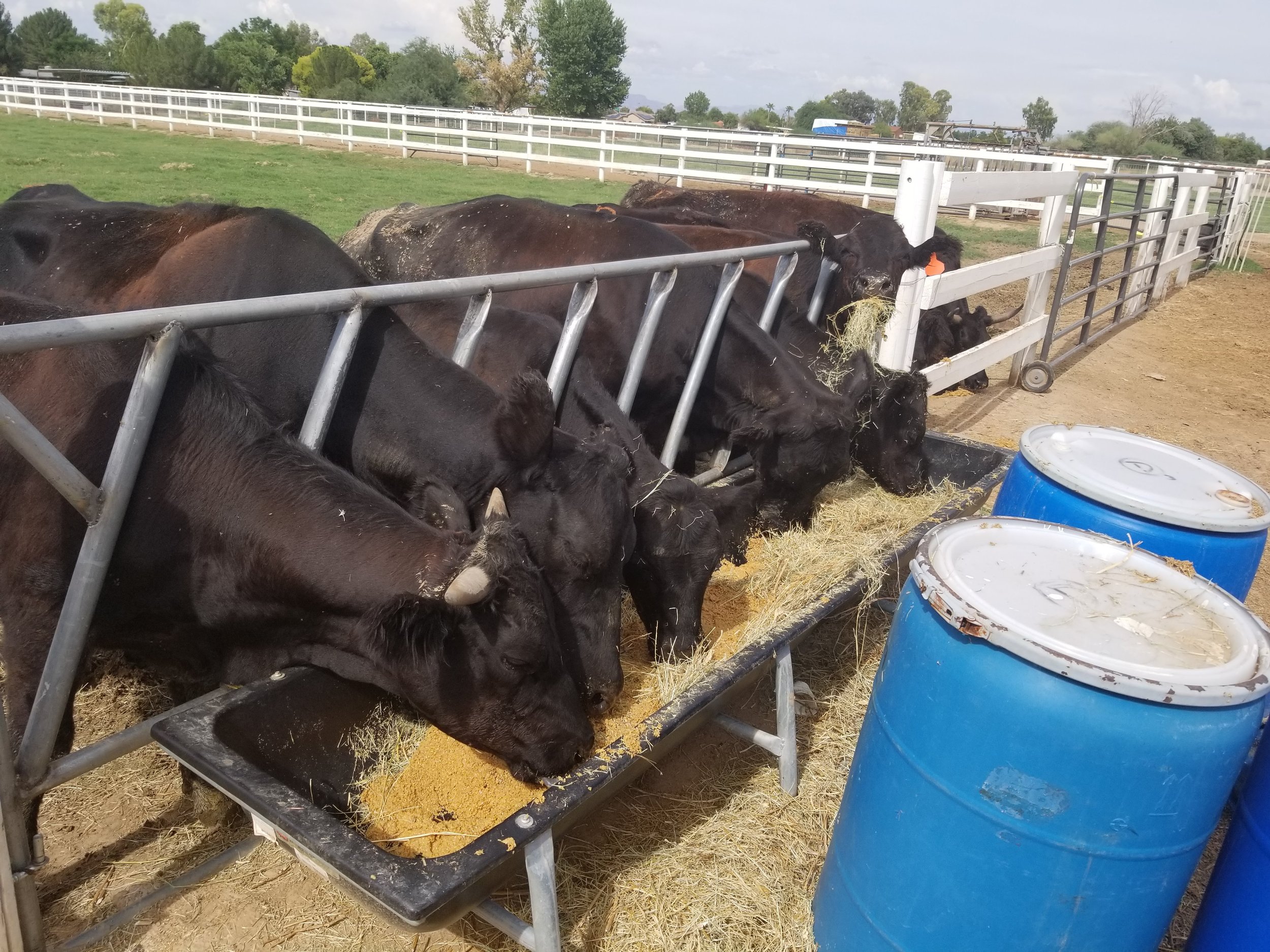 Herd of black cows feeding from a trough in a farm setting, with blue barrels nearby and a green pasture in the background.