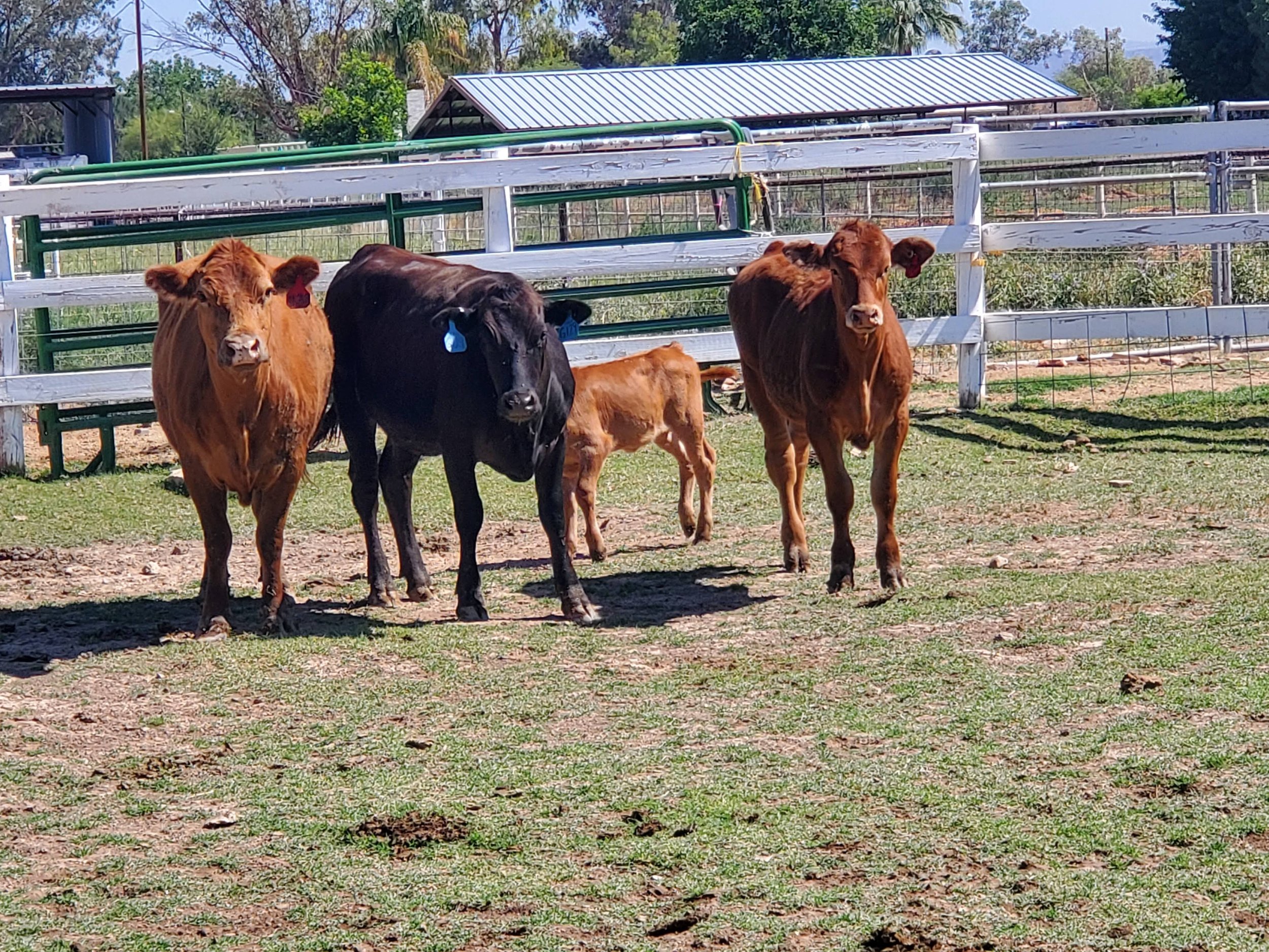 Three cows standing in a grassy pasture, with a brown calf in the background. The cows are wearing ear tags, and a white fence and barn can be seen in the background. The scene captures a sunny day on a farm.