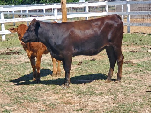 Black cow standing on grassy pasture with a brown calf nearby, surrounded by white fencing in a farm setting.