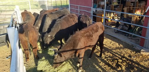 A group of black cattle feeding on hay in a corral, with a barn and various farm equipment visible in the background. The scene captures the rural farming lifestyle.
