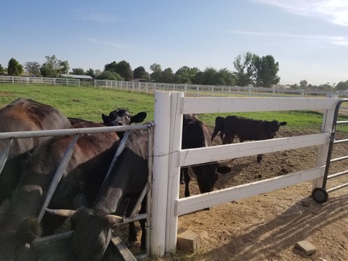 Cows gathered near a white fence in a pasture, with green grass and trees in the background, under a clear blue sky.