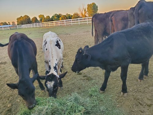 Three cows grazing on hay in a pasture during sunset, with a background of trees and a white fence.