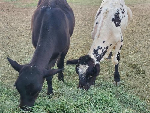 Two cows grazing on fresh hay in a pasture, one black and the other white with black spots, highlighting farm life and livestock feeding.