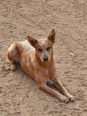 Australian Cattle Dog lying on sandy ground, showcasing its distinctive reddish coat and attentive expression.