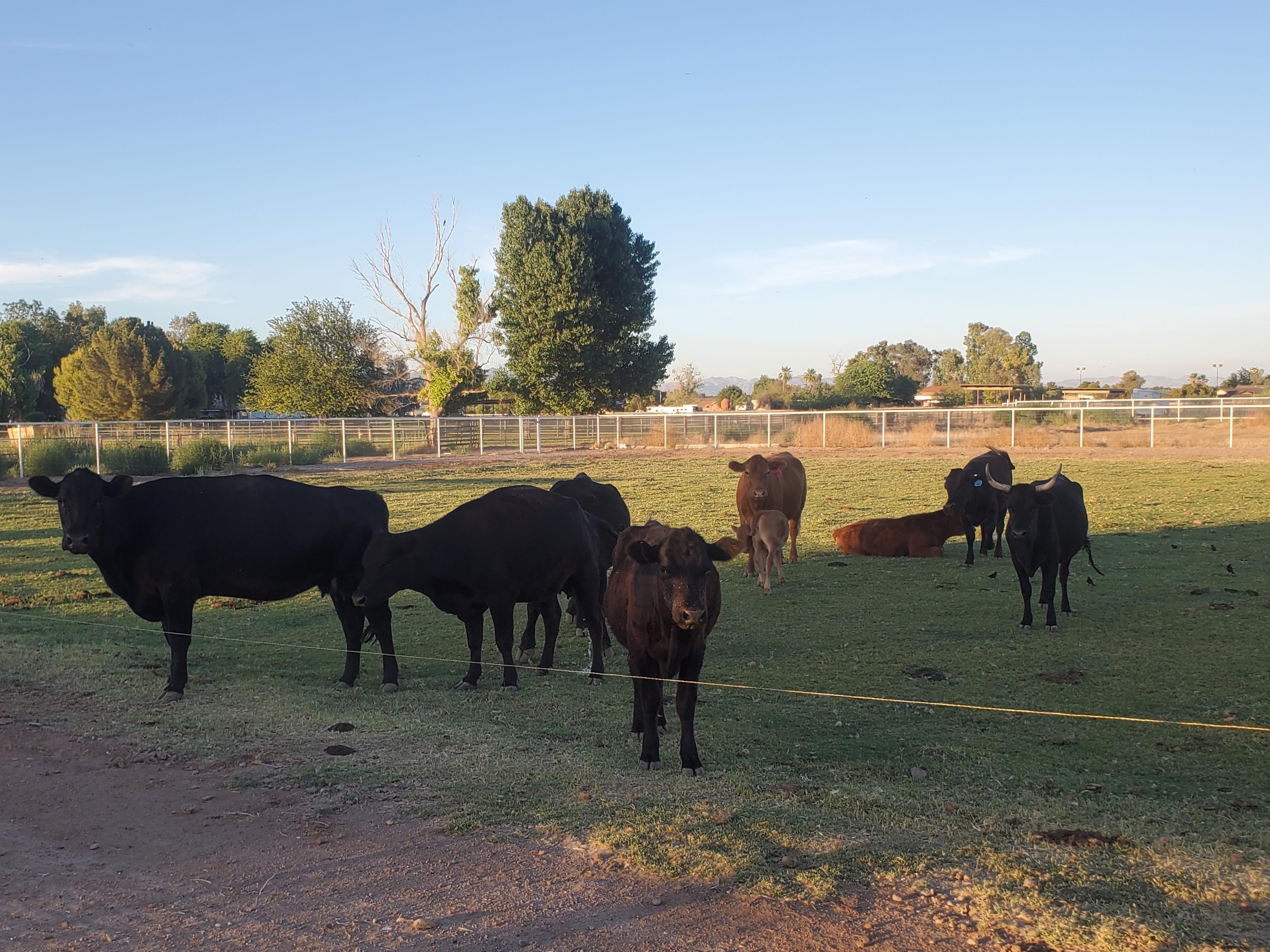 A group of cows grazing in a green pasture under a clear blue sky, with trees and a fence in the background. The scene depicts a peaceful rural setting, showcasing various breeds and ages of cattle.